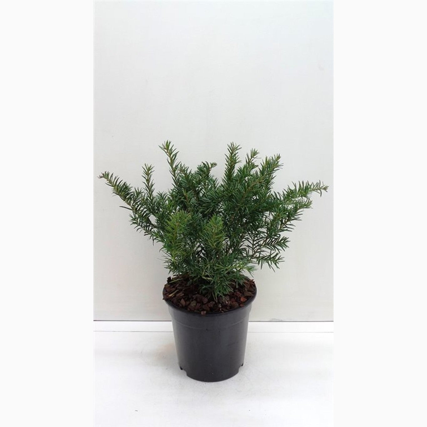 Idegran – Taxus baccata 'Repandens' - C3 25-30 CM